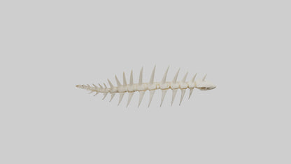 Shark Tooth Skeleton model 3D model