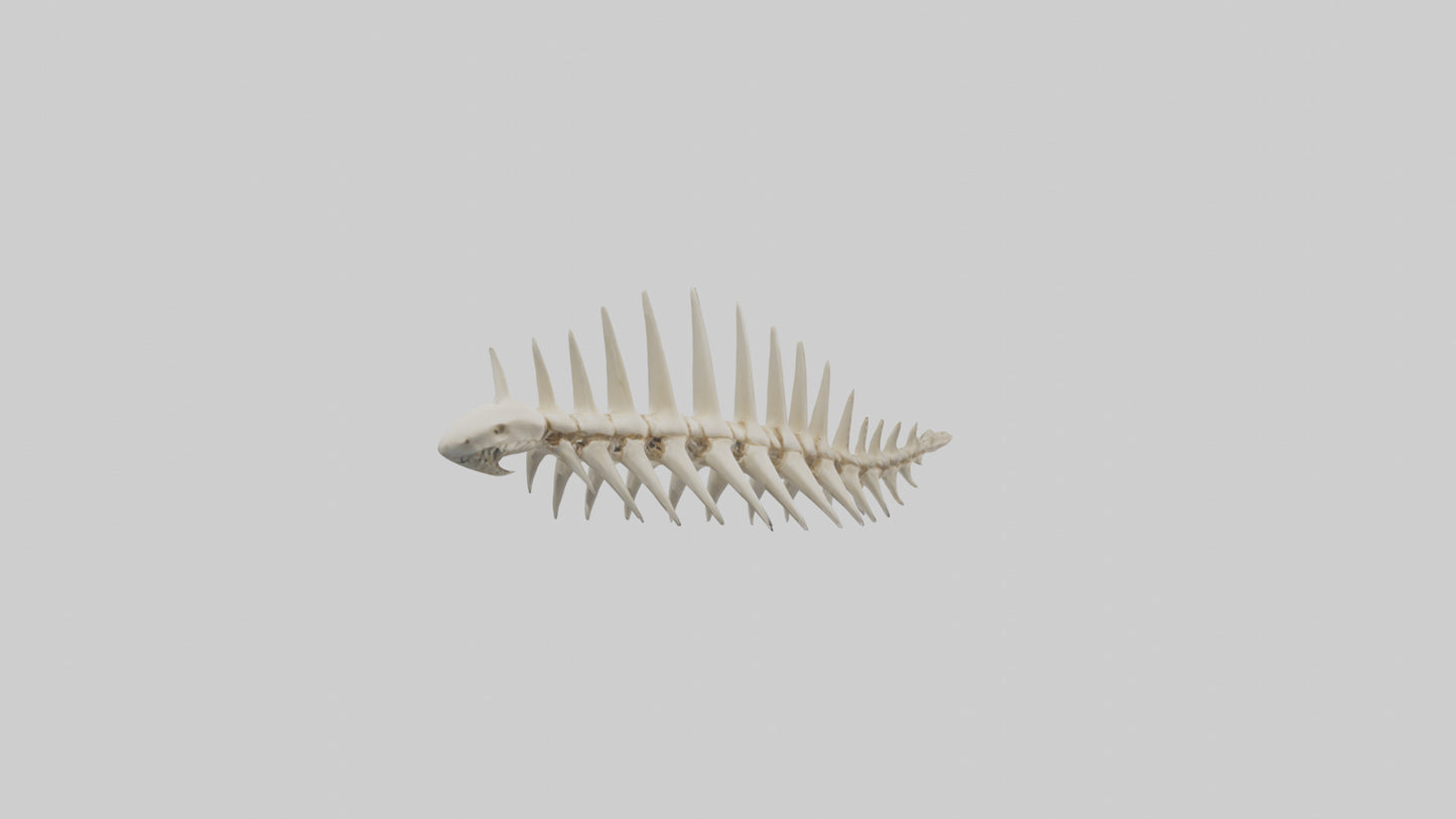 Shark Tooth Skeleton model 3D model