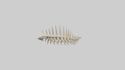 Shark Tooth Skeleton model 3D model
