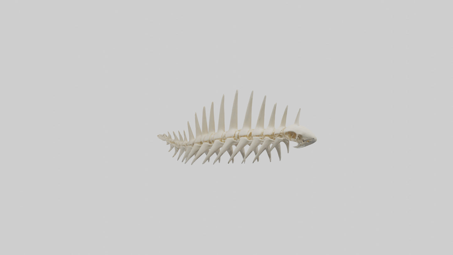 Shark Tooth Skeleton model 3D model