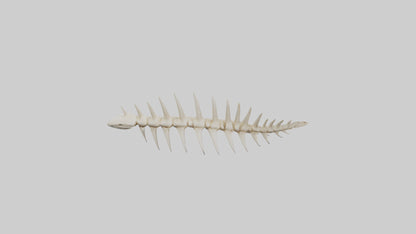 Shark Tooth Skeleton model 3D model