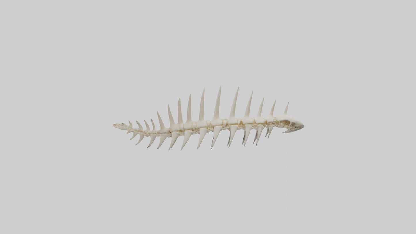 Shark Tooth Skeleton model 3D model