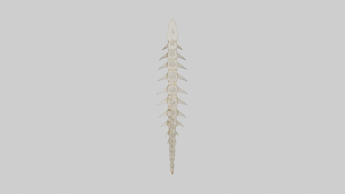 Shark Tooth Skeleton model 3D model