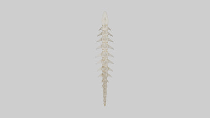 Shark Tooth Skeleton model 3D model