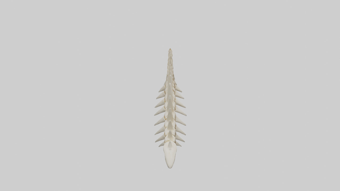 Shark Tooth Skeleton model 3D model