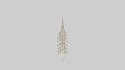 Shark Tooth Skeleton model 3D model