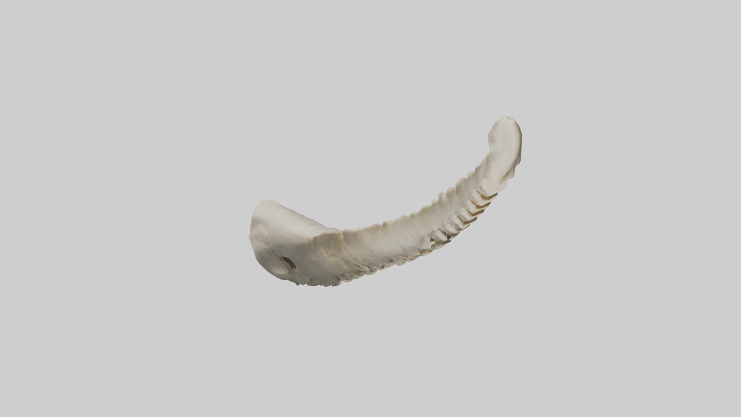 Shark Vertebrae 3D model