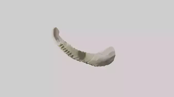 Shark Vertebrae 3D model