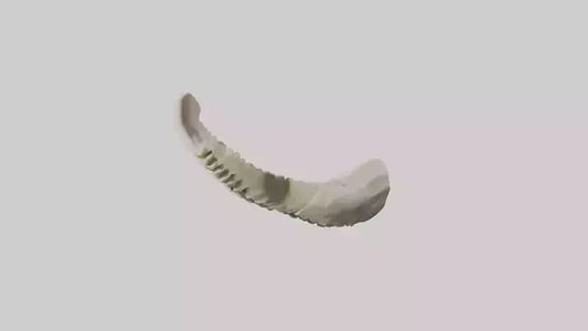Shark Vertebrae 3D model