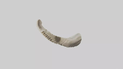 Shark Vertebrae 3D model