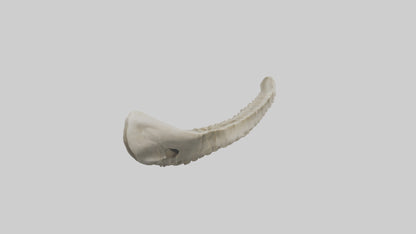 Shark Vertebrae 3D model