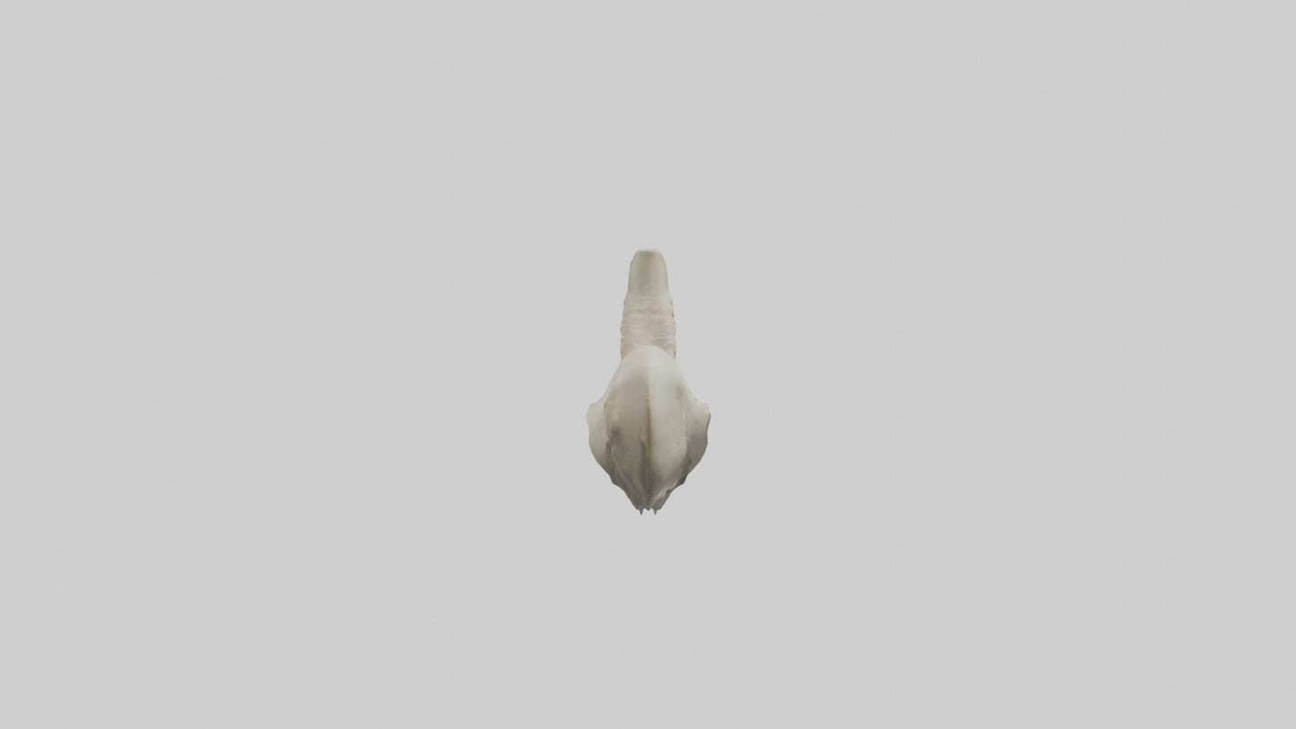 Shark Vertebrae 3D model