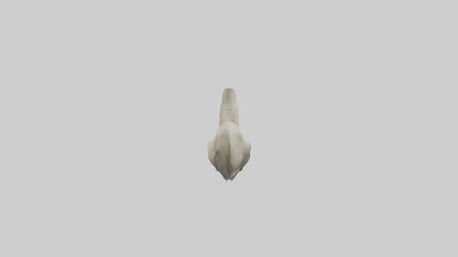 Shark Vertebrae 3D model