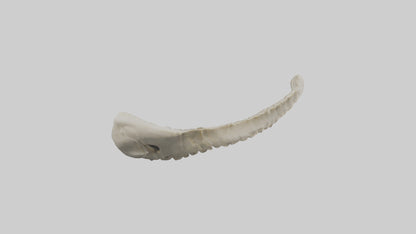 Shark Vertebrae 3D model