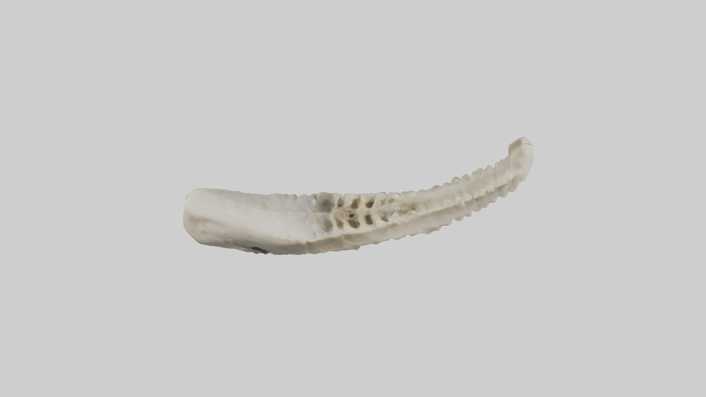 Shark Vertebrae 3D model