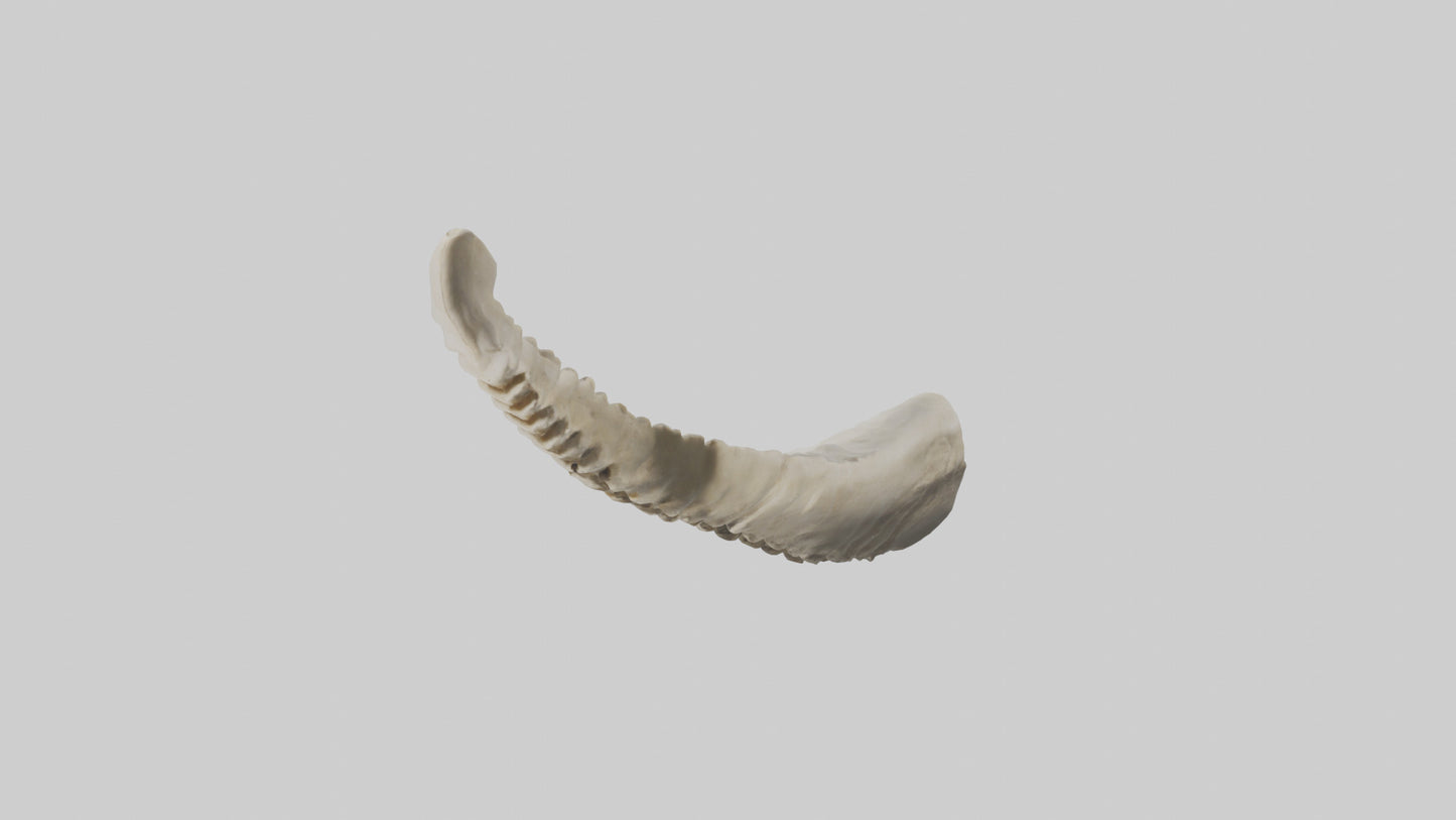 Shark Vertebrae 3D model