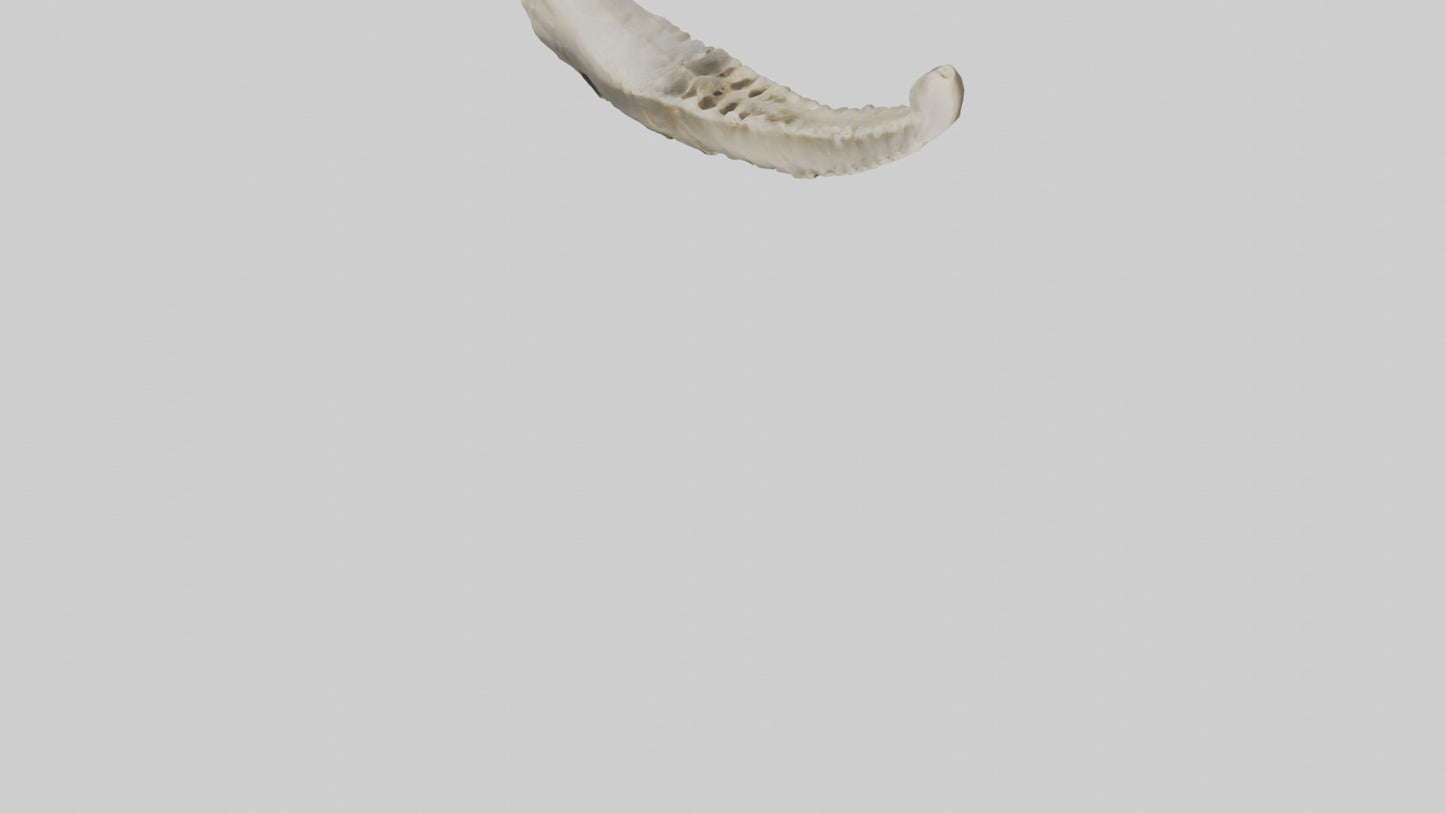 Shark Vertebrae 3D model
