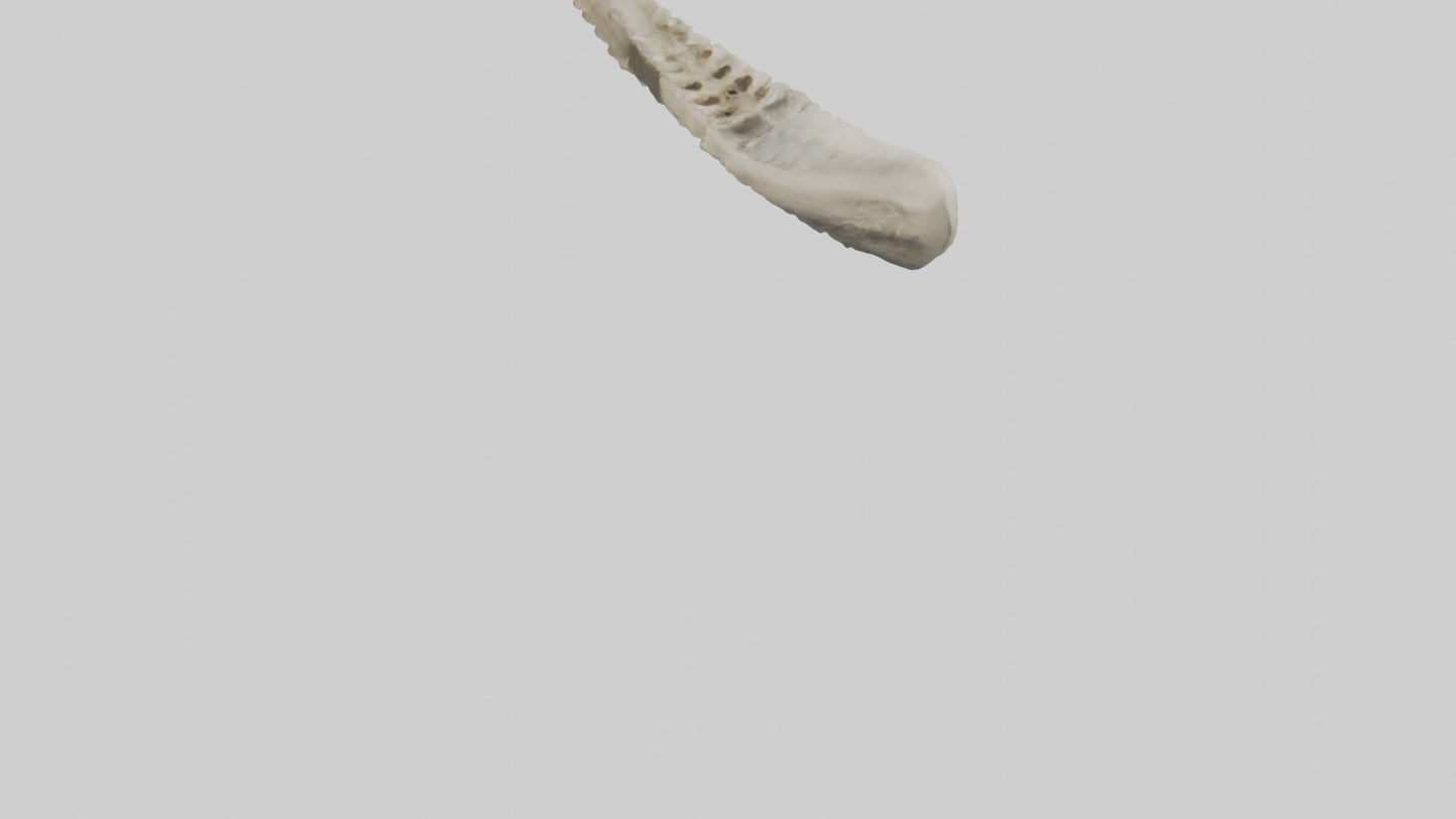 Shark Vertebrae 3D model