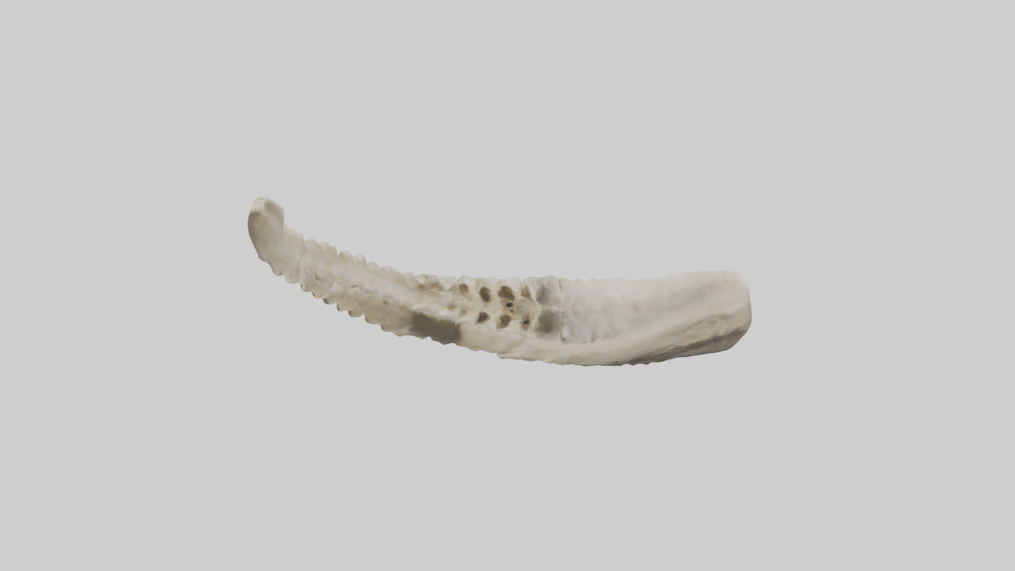 Shark Vertebrae 3D model