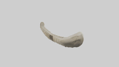 Shark Vertebrae 3D model