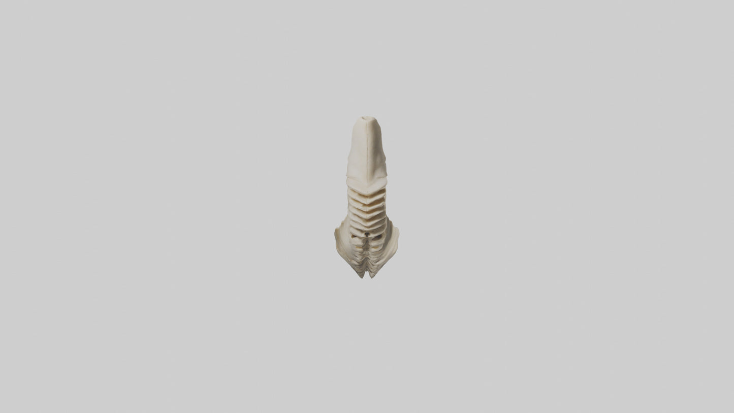 Shark Vertebrae 3D model