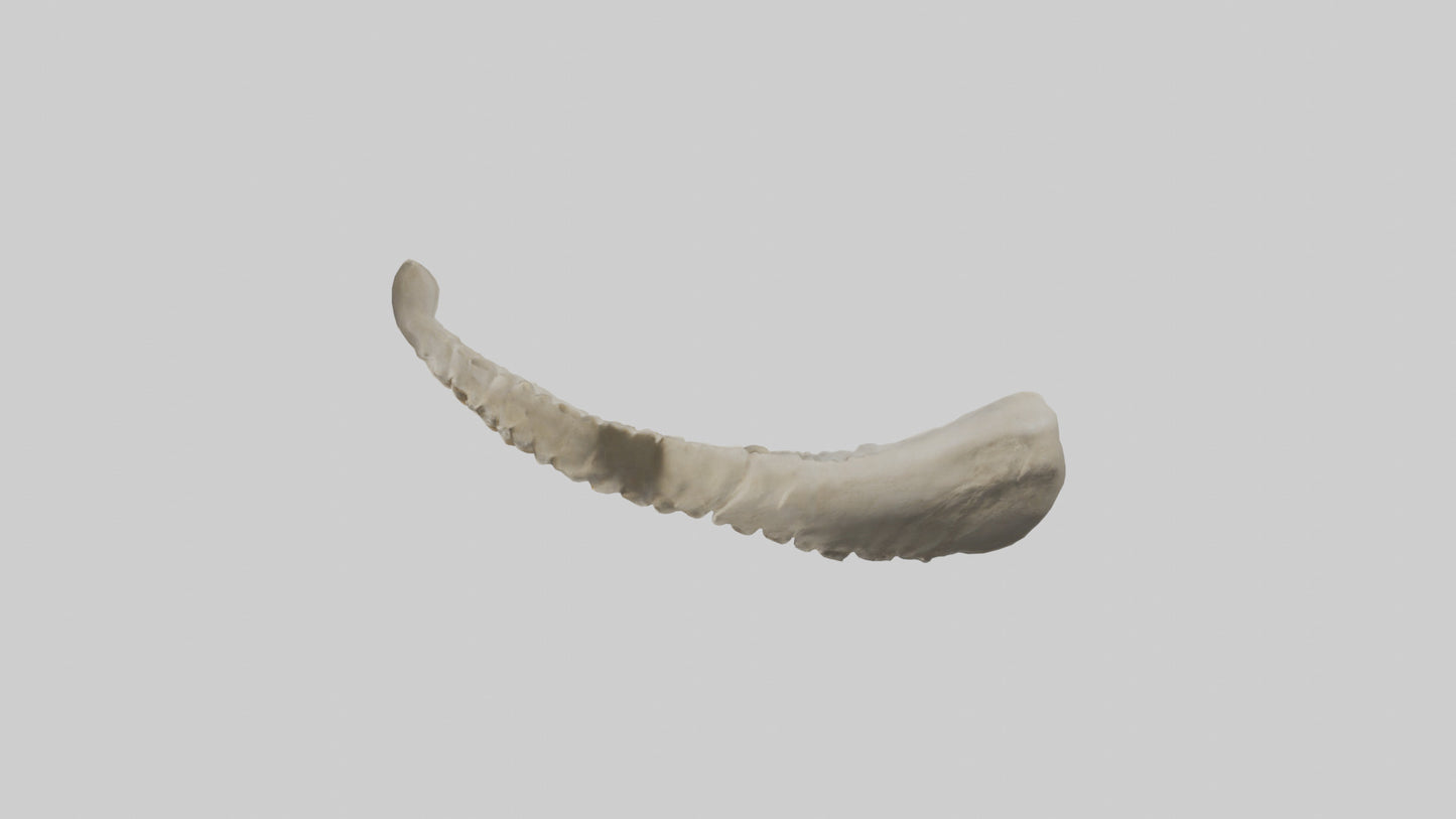 Shark Vertebrae 3D model