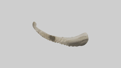 Shark Vertebrae 3D model