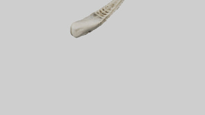 Shark Vertebrae 3D model