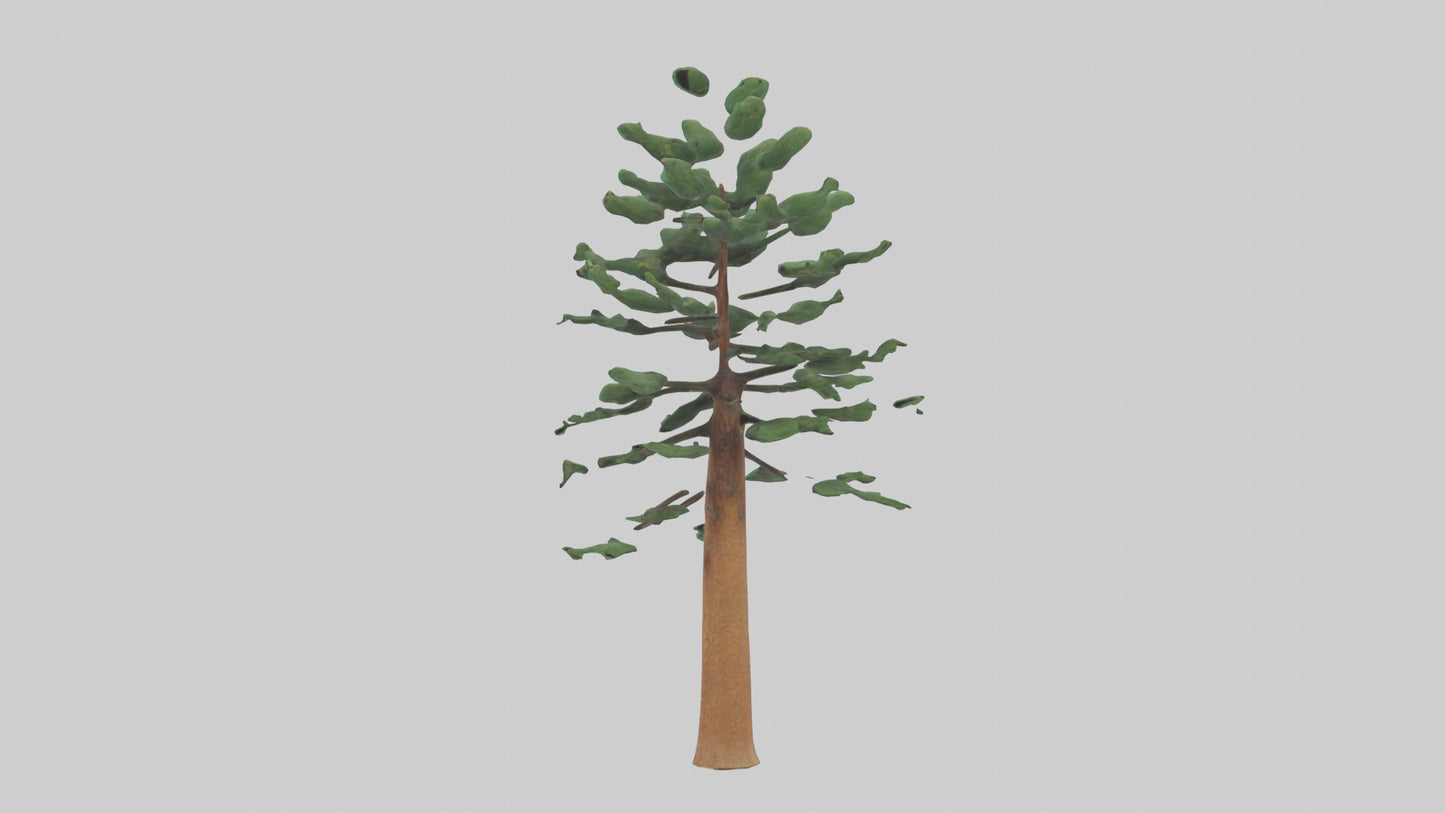 Shortleaf Pine tree model 3D model