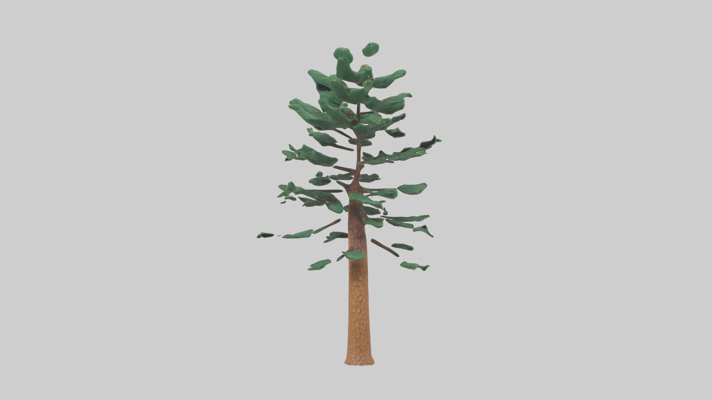 Shortleaf Pine tree model 3D model