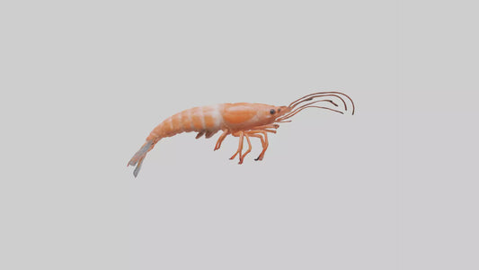 Shrimp darting in water model 3D model