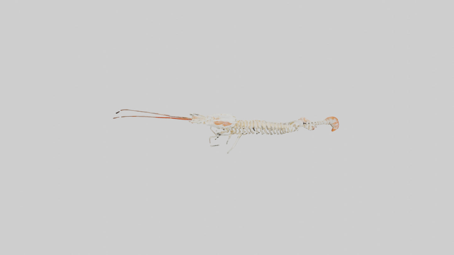 Shrimp Skeleton model 3D model