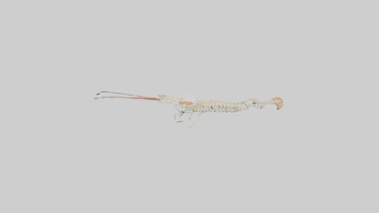 Shrimp Skeleton model 3D model