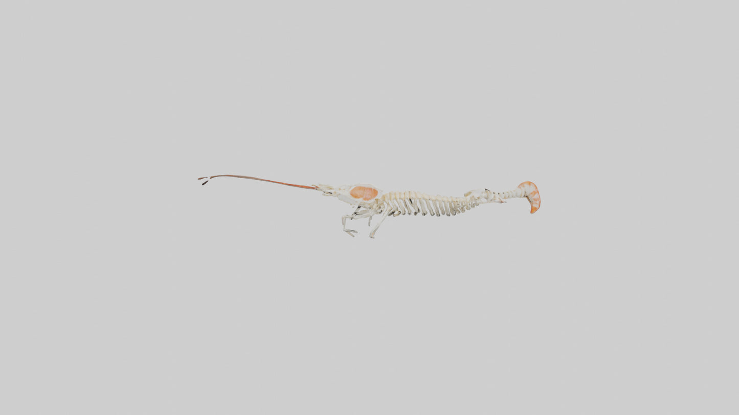 Shrimp Skeleton model 3D model