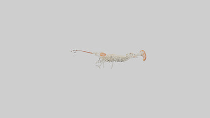 Shrimp Skeleton model 3D model