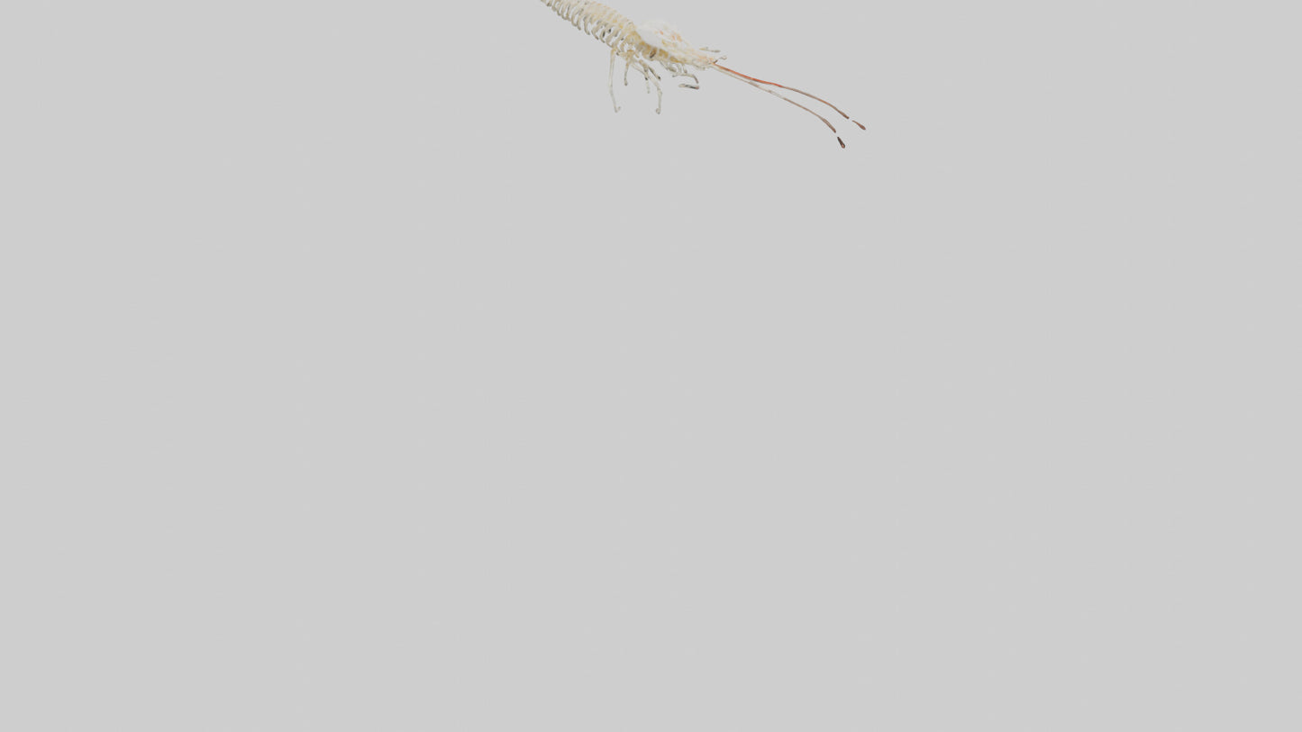 Shrimp Skeleton model 3D model