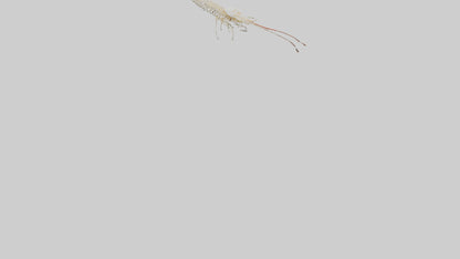 Shrimp Skeleton model 3D model