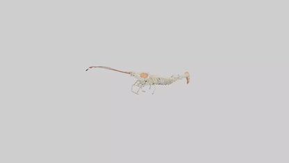 Shrimp Skeleton model 3D model