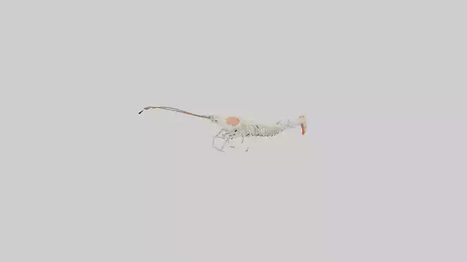Shrimp Skeleton model 3D model