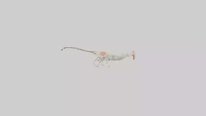 Shrimp Skeleton model 3D model