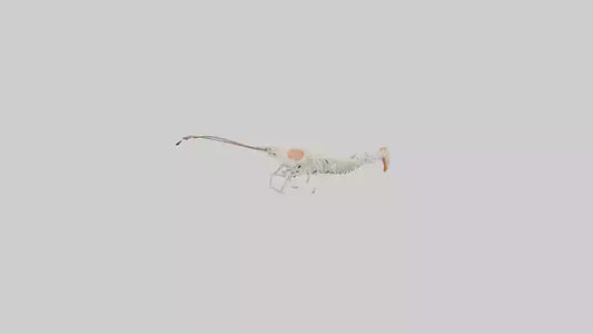 Shrimp Skeleton model 3D model
