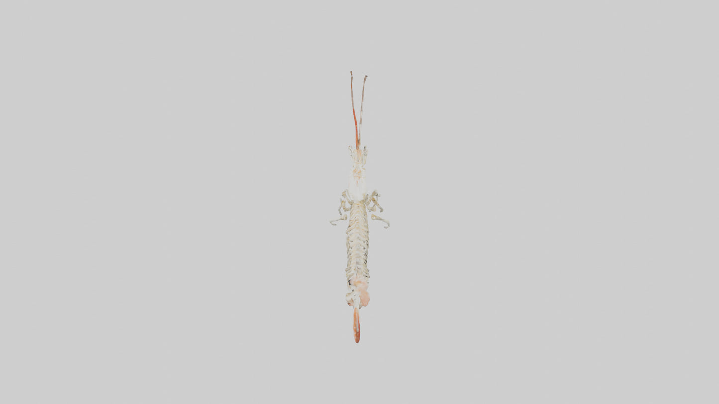 Shrimp Skeleton model 3D model