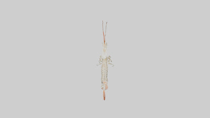 Shrimp Skeleton model 3D model