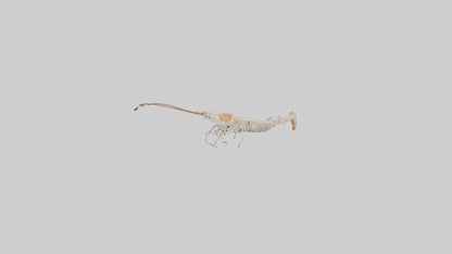 Shrimp Skeleton model 3D model