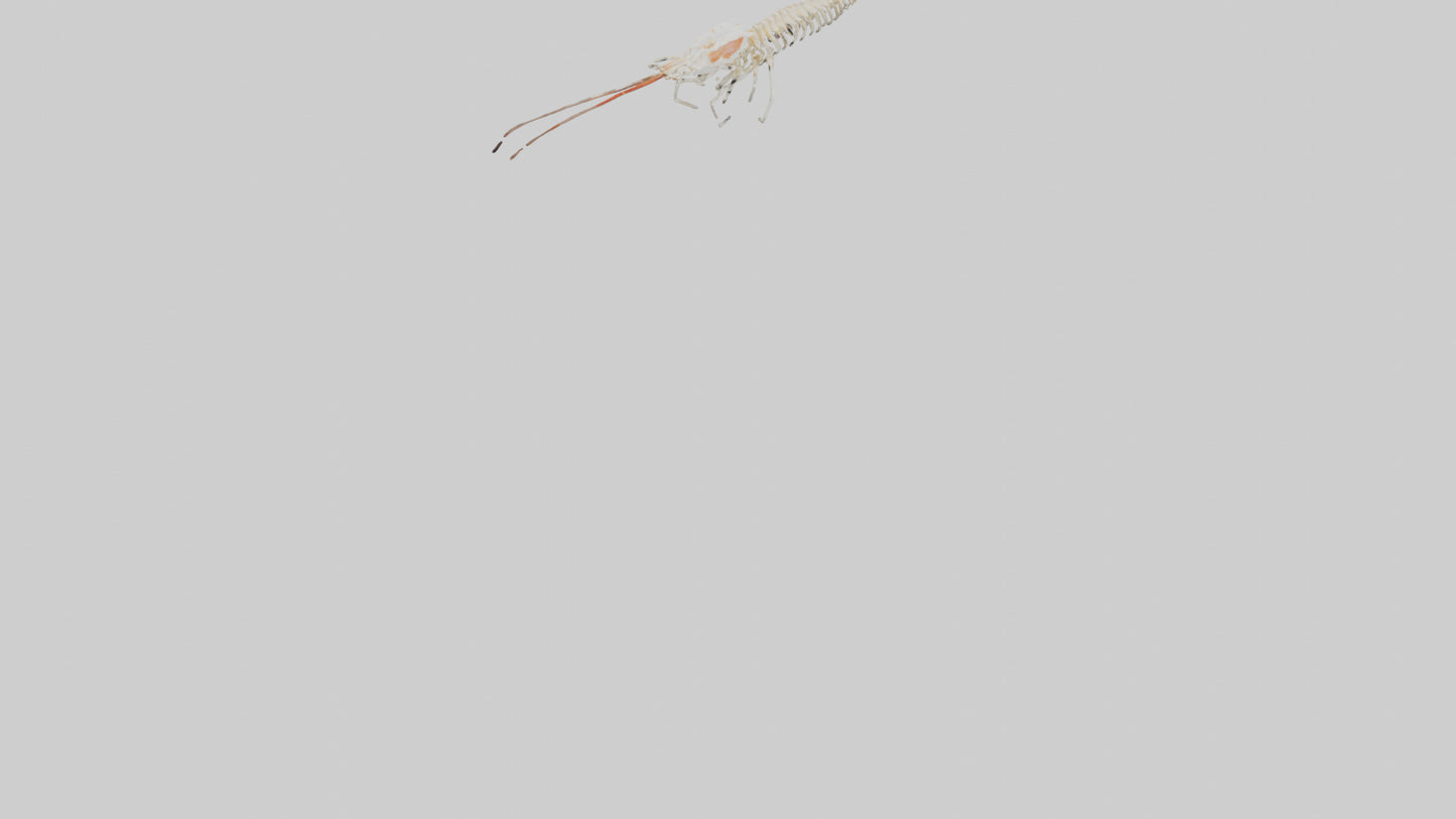 Shrimp Skeleton model 3D model