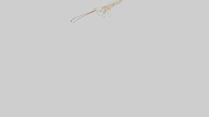 Shrimp Skeleton model 3D model