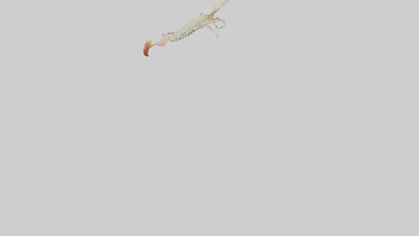 Shrimp Skeleton model 3D model