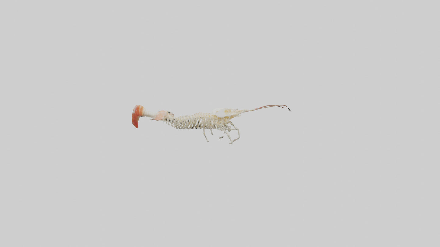 Shrimp Skeleton model 3D model