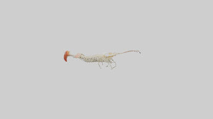 Shrimp Skeleton model 3D model