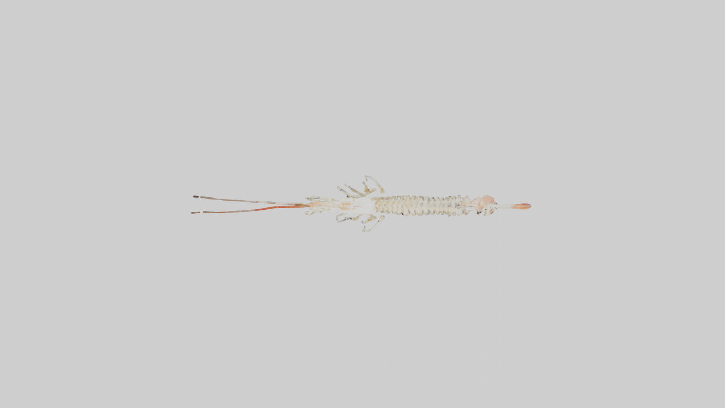 Shrimp Skeleton model 3D model